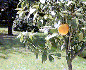 From the terrace of the country-house in Lasne.